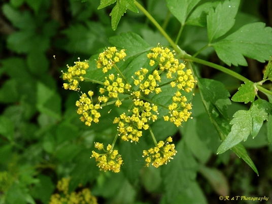 {Thaspium barbinode}